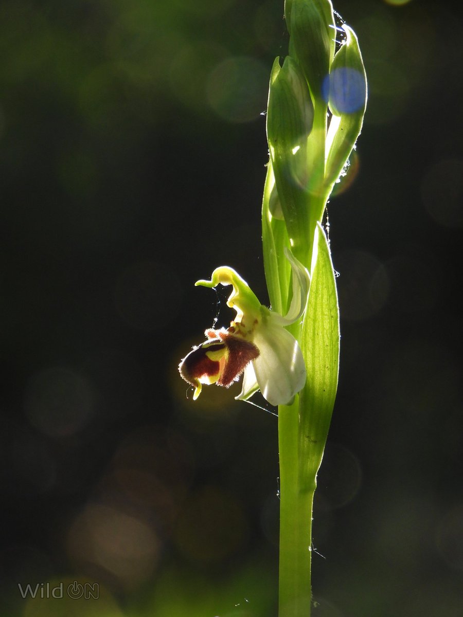 Como no podía ser de otra forma, las orquídeas del género /Ophrys/ tienen una taxonomía muy controvertida. Los autores menos conservadores elevan su cifra en la península ibérica por encima de las 35 especies, lo que supone el grupo más numeroso entre nuestras orquídeas.