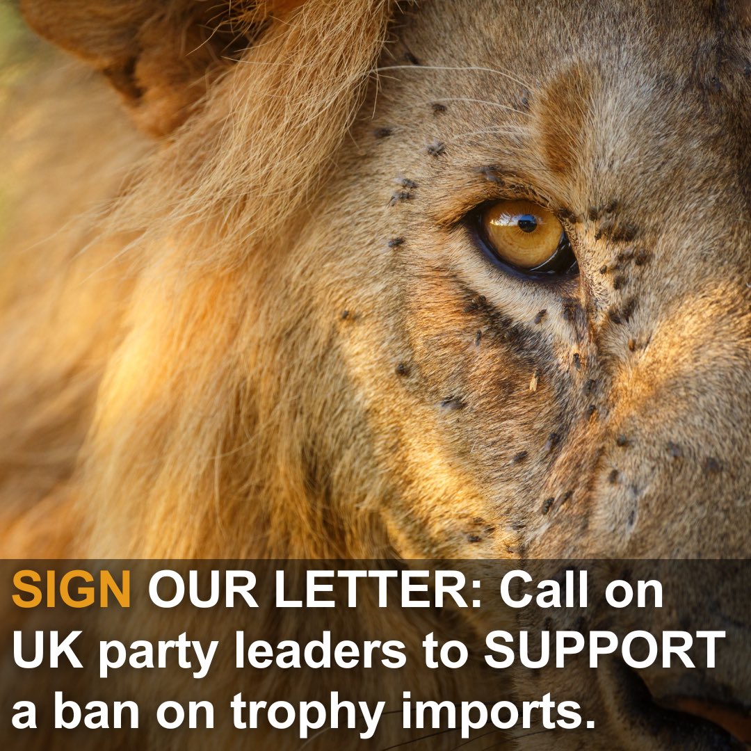 The Government first promised to #BanTrophyHunting imports in 2019. Since then HUNDREDS of animals have beens shot by BRITISH trophy hunters. 9/10 voters WANT a ban. WRITE to UK party leaders & call on them to SUPPORT a ban on imports from trophy hunting👇 tinyurl.com/endtrophyhunti…