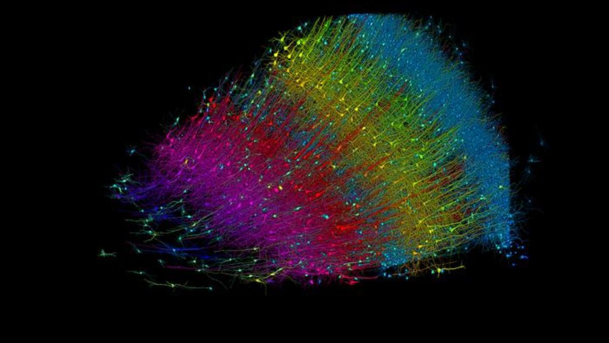 🧠Harvard, Google Reveal the world of the Brain In a groundbreaking collaboration, Harvard University and Google have unveiled the most detailed map of a tiny piece of the human brain, revealing 57,000 cells and 150 million neural connections. This unprecedented 3D wiring…