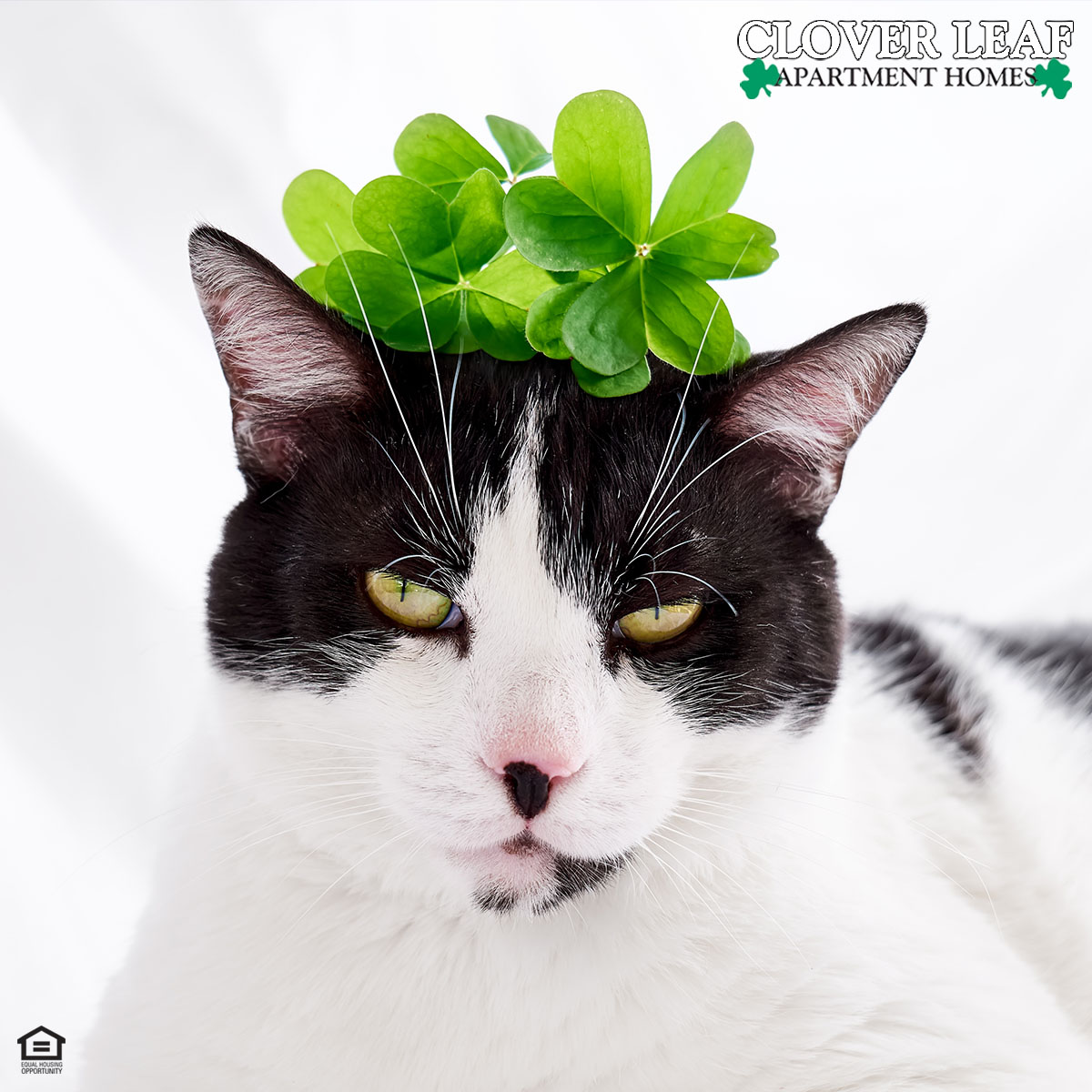 On the prowl for a place for you and your furry friend to call home? You’re in luck! At #CloverLeaf #Apartment Homes, we are #petfriendly! ☘️🐾💚 📞 Call us at (334) 297-1072 to learn about our pet policy and current or upcoming availability.