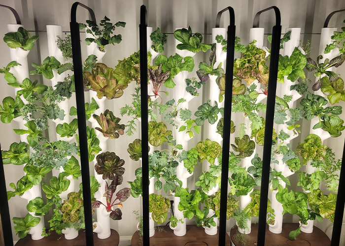 Trinity Waguespack is an 11-year-old urban farmer in Louisiana, growing lettuce in her hydroponic garden towers. Read how @usdafsa helped her get started in this week’s #FridaysOnTheFarm: bit.ly/3wFktn3