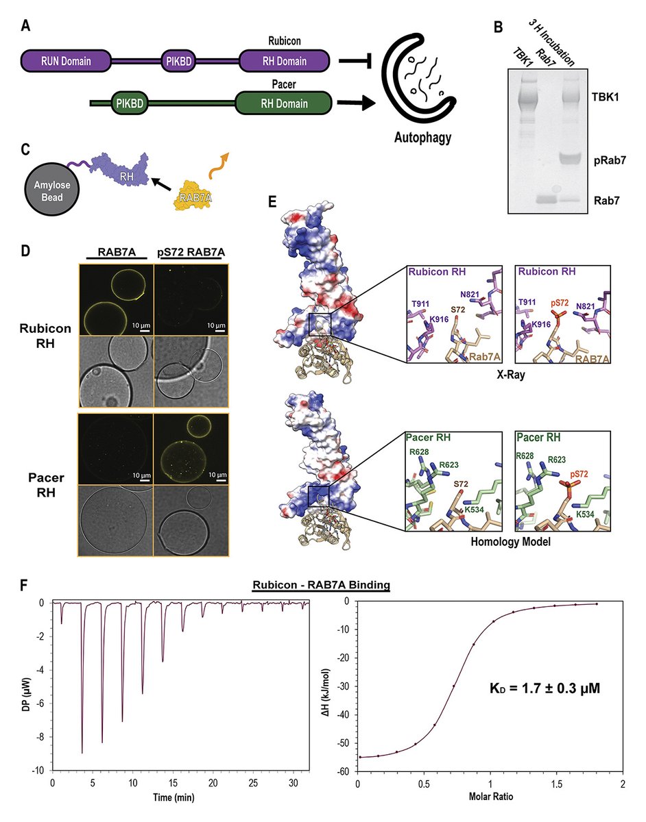 .@DanTudorica3, @TheHurleyLab et al. @ASAP_Research find that RAB7A phosphorylation in PINK1/Parkin #mitophagy displaces the #autophagy inhibitor Rubicon, whilst recruiting the structurally related positive regulator Pacer. hubs.la/Q02wPH680 @Basak94Bishal @ErikaHolzbaur