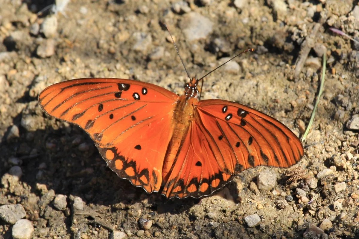 All four stages of the gulf fritillary have been spotted by eagle eyed third graders. @readygrowgarden @SampsonPTO @3rdGradeSampson @SampsonElem @heathermotzny