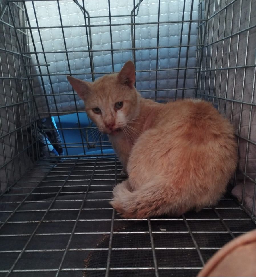losgatitosdenia's tweet photo. ‼️🆘️‼️🆘️MUY MUY URGENTE GATO CON LA BOCA ENSANGRENTADA🆘️‼️🆘️‼️🆘️

📣¡¡VAMOS DE URGENCIA AL VETERINARIO,  POR FAVOR NECESITAMOS AYUDA!!📣

Lo hemos visto en condiciones muy extremas y no podíamos mirar hacía otro lado, lo sentimos NO PODEMOS. https://t.co/Qa73VOTSZ4