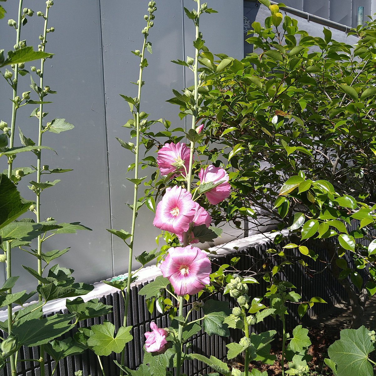 タチアオイが伸びてきました