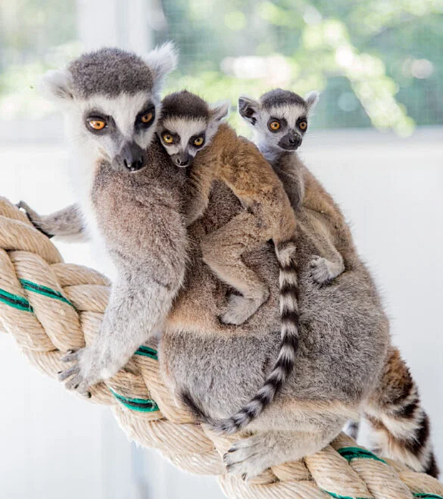 Havilah_V's tweet photo. #FurryFriday:
#MothersDayIsComing #HappyMothersDay #MothersDay #Mother #Mom #Mommy #MothersLove #ThankYouMom #LoveMyMom #Child #Children #Family #LikeAMom #Animal #Animals #AnimalsInCostumes #RingTailedLemur #LemurPrincess #LemurPups - Photo by Taronga Western Plains Zoo https://t.co/WBVfdfdilv