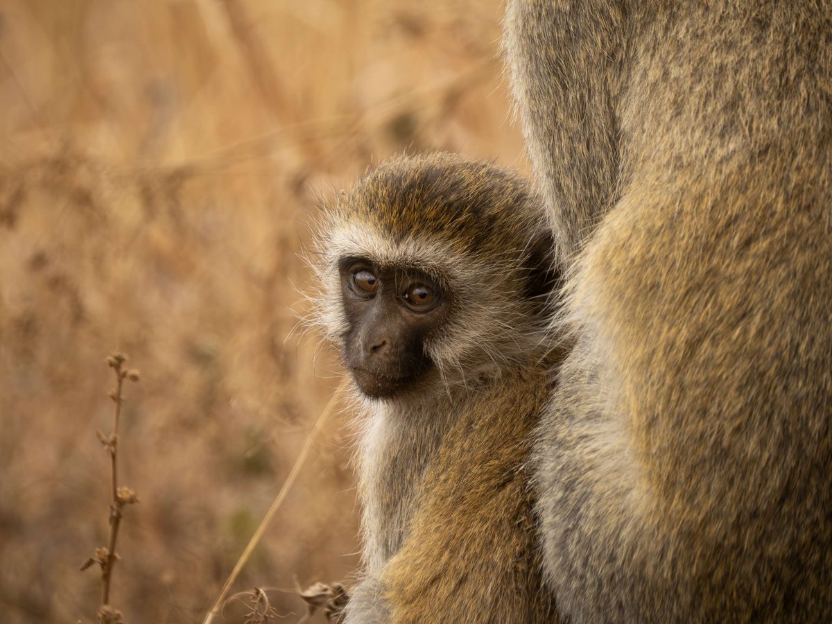 How have humans survived in so many varied and extreme ecosystems? Safina Center Fellow Alex Chege explores this question from an evolutionary perspective, and examines how other #primates adapt to similarly extreme conditions on the @SafinaCenter blog: safinacenter.org/blog/adapting-…