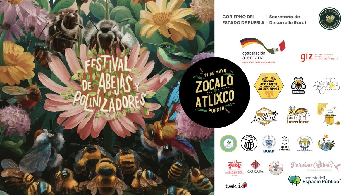 Asiste al #FestivalDeAbejasYPolinizadores el 19 de mayo, y sé parte de talleres interactivos, demostraciones, mercado de productos de la colmena, charlas y conferencias. Para más info visita: abejasmx.com