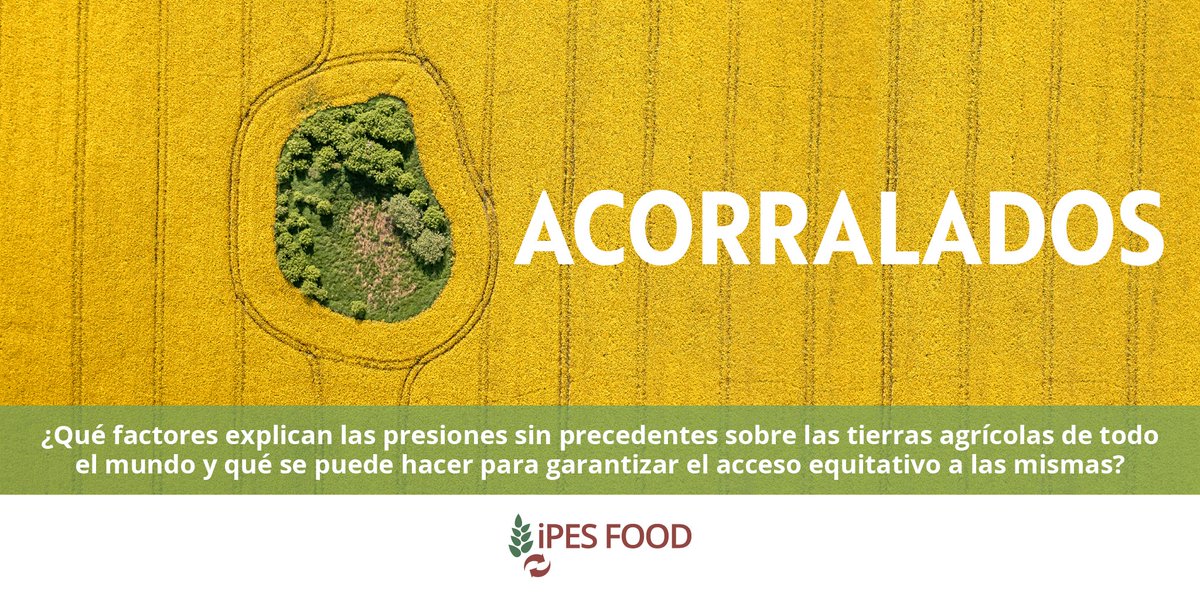 IPESfood_es's tweet photo. 📢¡NUEVO INFORME!
👉🌍👈 #Acorralados
En 15 años el precio de las #tierras se ha duplicado - toca hablar de cómo la alta finanza, los esquemas de carbono, y el acaparamiento están poniendo en riesgo los agricultores y la producción alimentaria.
➡️https://t.co/JDUsyRBzTL https://t.co/QYZTZdudBi