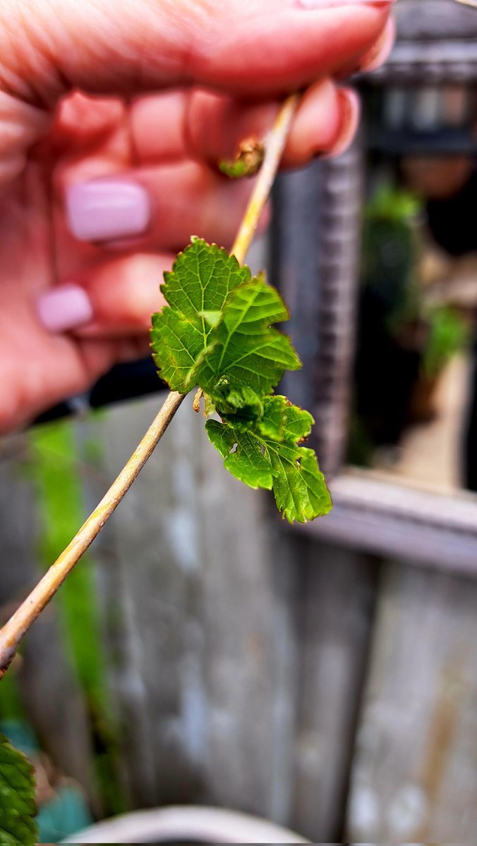 Trying To Identify This 'Tree' That Started Growing Randomly Between My Shed & Fence... Quick Google Search Says Mulberry...? It's Never Produced Berries. Anyone? #question