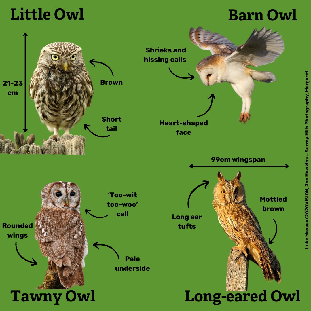 Which owls have you spotted recently? 🦉 Owls are incredibly stealthy hunters with the ability to rotate their heads 270 degrees and hear the smallest of movements from mice or voles in vegetation. 🐭 Here are some identification clues. 👀