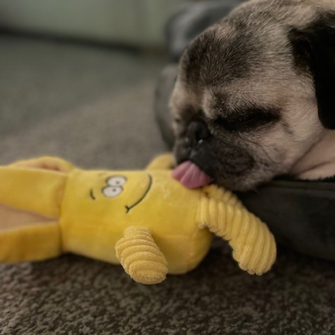 Today’s #FurryFriday is all about Bruce! Bruce loves his toy and napping but not as much as cheese and chicken! He can’t wait to take his little yellow toy to the beach and he knows he needs to avoid the amenity beach - new.fylde.gov.uk/resident/dogs/… #FurryFriday