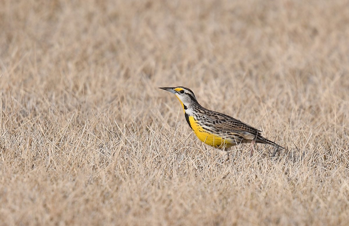 CVC_CA's tweet photo. It's almost #WorldMigratoryBirdDay ! Hay growers can take one simple step to protect at-risk birds: #DelayTheHay cut until after July 15. Growers certify your hay as bird-friendly through our Bird-Friendly Certified Hay Program here: https://t.co/6tImG7ssK6 #WMBD2024 https://t.co/i8mbLlOFyG