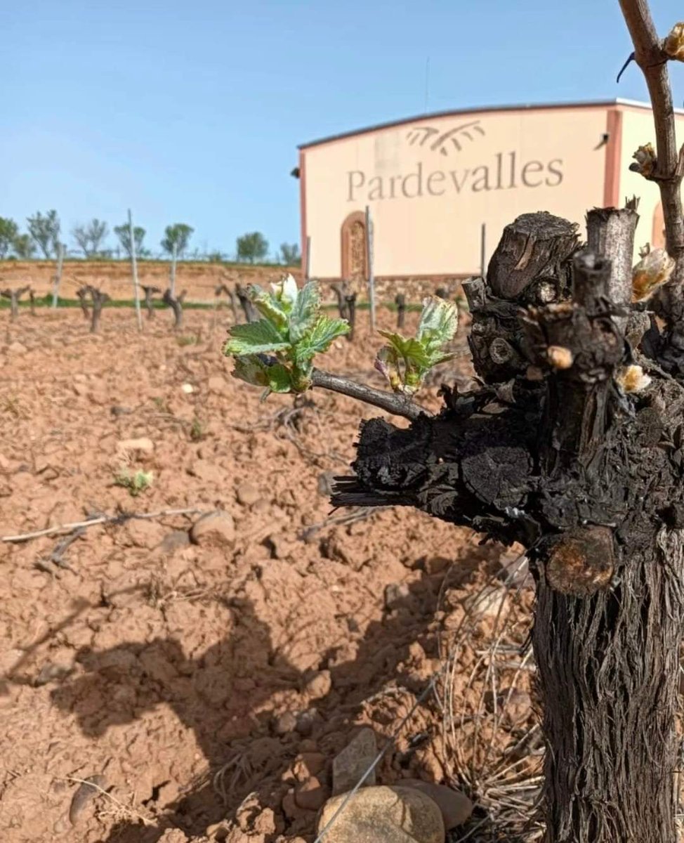 💬 A que ya te va apeteciendo una escapadita? Te proponemos que vengas a nuestra bodega. Visita nuestros viñedos, cata nuestros vinos y vive una experiencia de #enoturismo a tu medida. 
Te apuntas? ☎ 987 304 222 ✉ info@pardevalles.es 
.
.
#PrietoPicudo #pardevalles #albarin