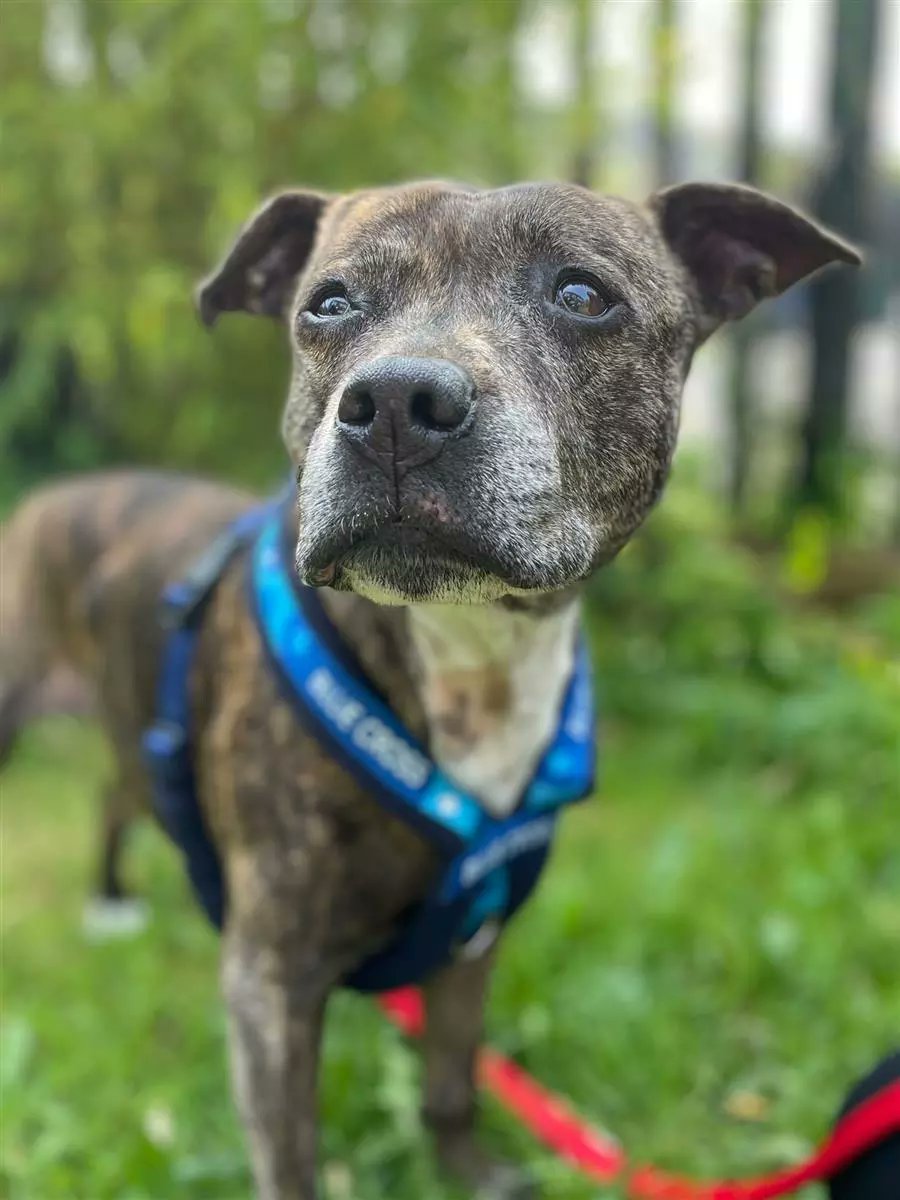 Urgent, please retweet to help Lucky find a home #SHEFFIELD #YORKSHIRE #UK Vibrant Staffy aged 11, sadly Lucky struggles with kennels but her foster family can no longer keep her. 'Older #Staffy girl Lucky is feeling anything but... 🍀 Finding the transition into our care…