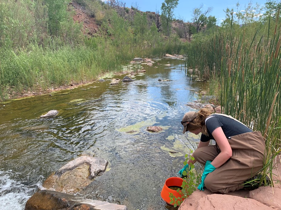 A lethal strain of #cyanobacteria is creeping into #rivers, and the exact reason remains unknown. A PNAS Inner Workings: ow.ly/foby50RBRF0 #ZionNationalPark #Anatoxin #NewZealand #BlueGreenAlgae