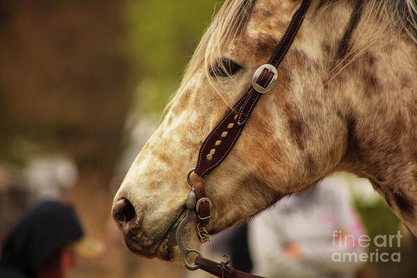 Beautiful Spotted Horse - not sure if it is a true Appaloosa, but its beautiful fur caught my eye. fineartamerica.com/featured/beaut… #buyintoart #horses #animallovers #mothersdaygift #photographer #sussexnj #events