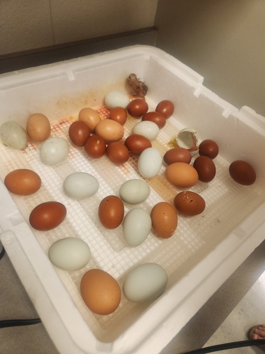 SharonaThomasW1's tweet image. We are ending our life cycles unit with fresh chicks! We have explored the life cycle of a butterfly, frog, and chicken. When all the chicks hatch we should have around 20!
#cobbscience #cobbstem #cobbtitleone