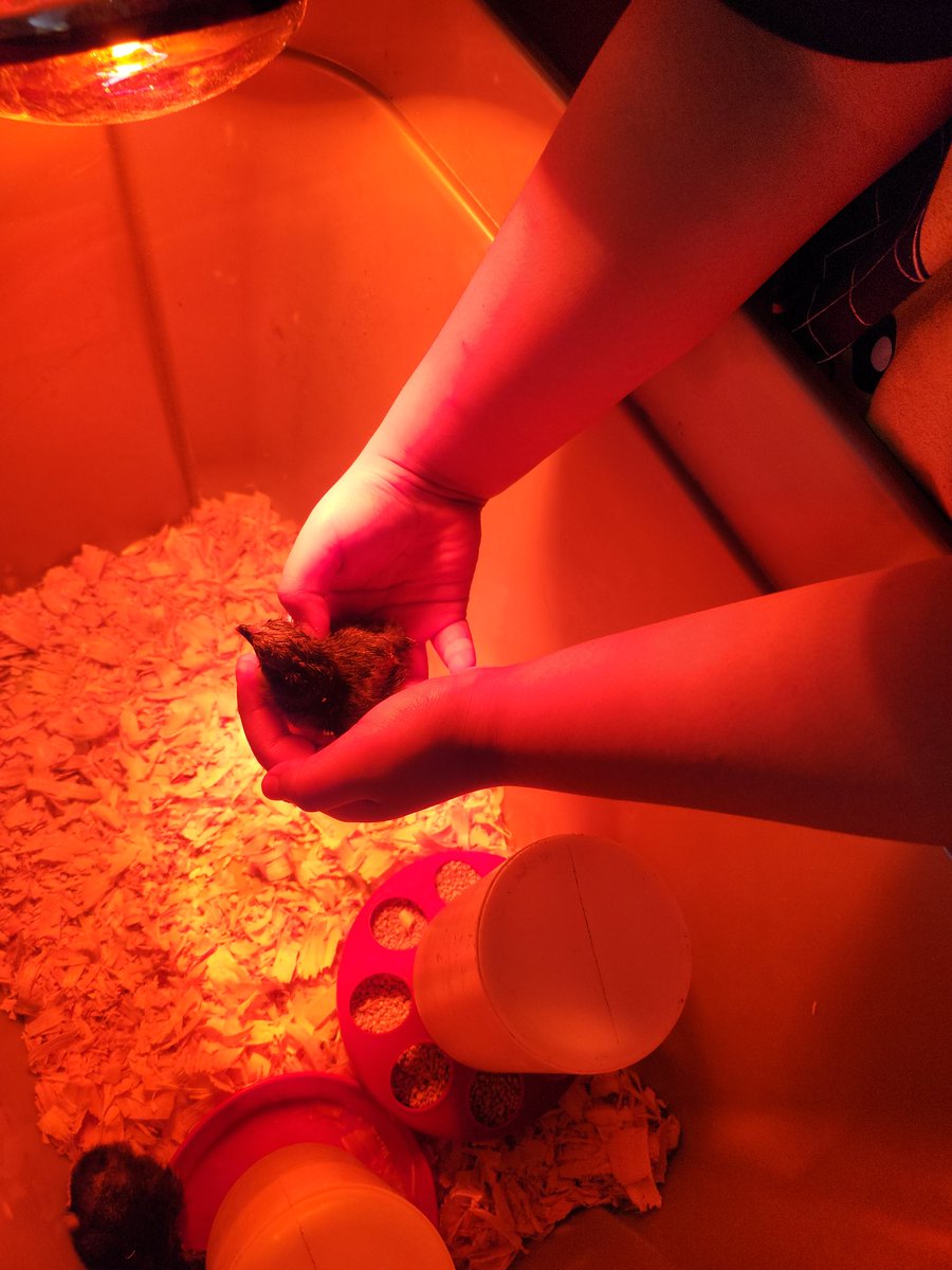SharonaThomasW1's tweet image. We are ending our life cycles unit with fresh chicks! We have explored the life cycle of a butterfly, frog, and chicken. When all the chicks hatch we should have around 20!
#cobbscience #cobbstem #cobbtitleone