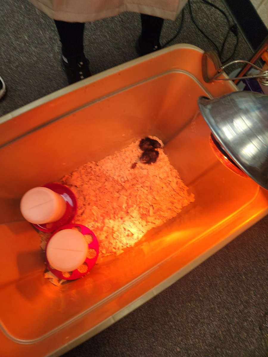 SharonaThomasW1's tweet image. We are ending our life cycles unit with fresh chicks! We have explored the life cycle of a butterfly, frog, and chicken. When all the chicks hatch we should have around 20!
#cobbscience #cobbstem #cobbtitleone