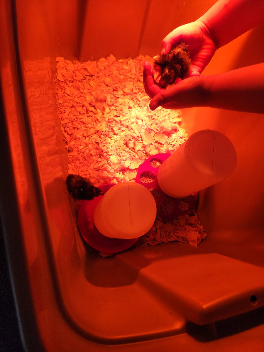 SharonaThomasW1's tweet image. We are ending our life cycles unit with fresh chicks! We have explored the life cycle of a butterfly, frog, and chicken. When all the chicks hatch we should have around 20!
#cobbscience #cobbstem #cobbtitleone