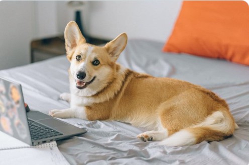 We can't deny our pets are cute, but it's not a good idea to use ​their name​s as passwords. Try using long passwords or passphrases that contain upper and lowercase letters, numbers, and special characters. More tips here: ow.ly/gIME50RxXe8