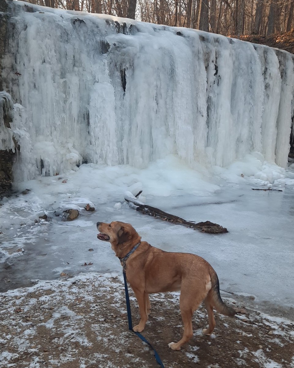 Hidden Falls in the winter at Nerstrand Big Woods State Park in Southern Minnesota #minnesota #mnstateparks #mndnr #hiking #waterfalls #blockout2024 #MN #frozen #dog
