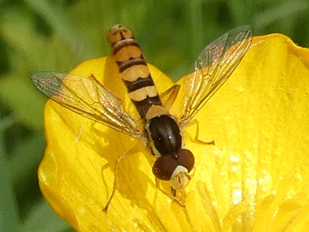 The first Hoverfly I've managed to photograph this year. Sphaerophoria sp probably Scripta due to the broad yellow bands on the abdomen