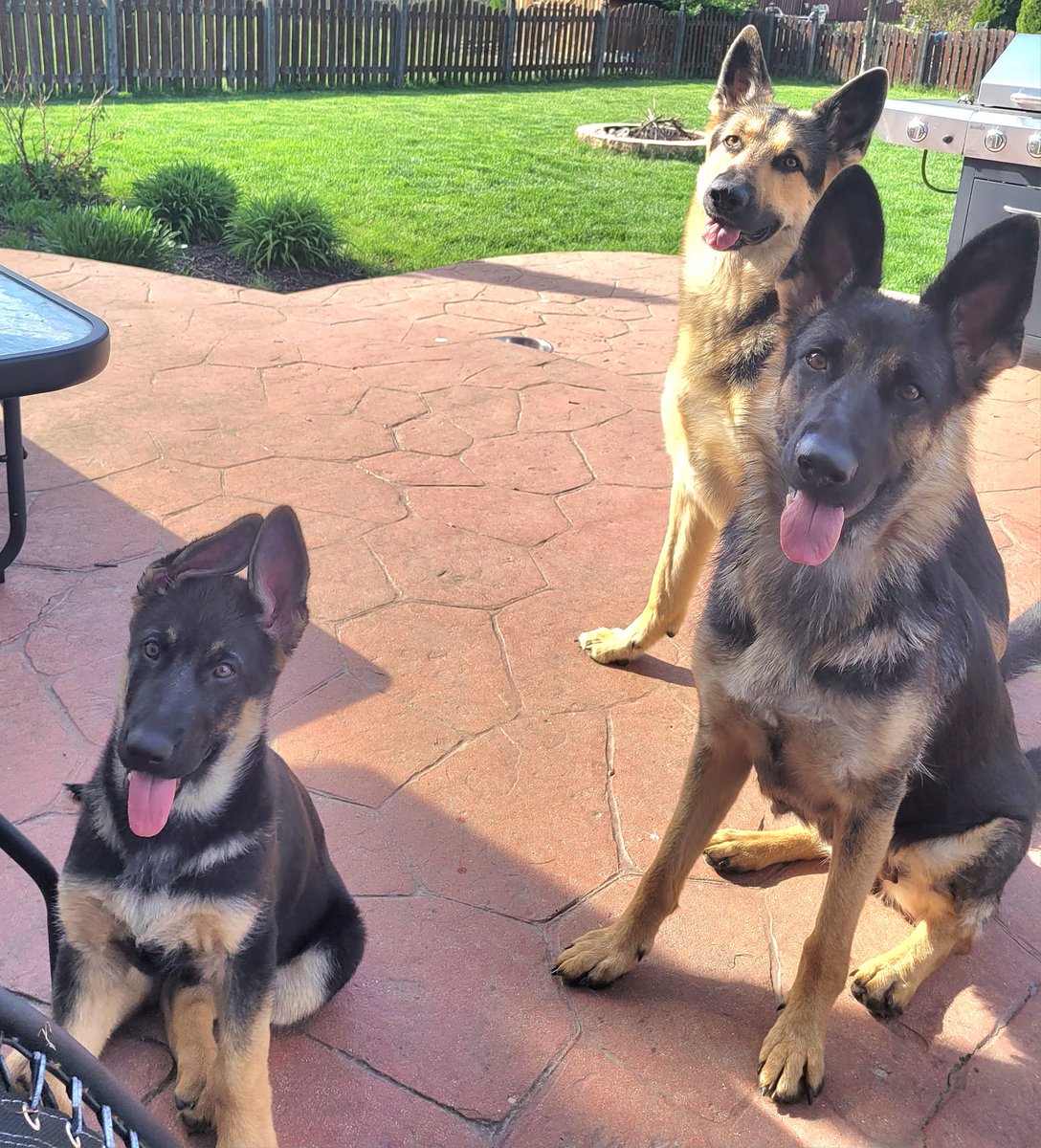 Happy national GERMAN SHEPHERD DAY!!! Of course we celebrate these goofballs EVERY DAY!