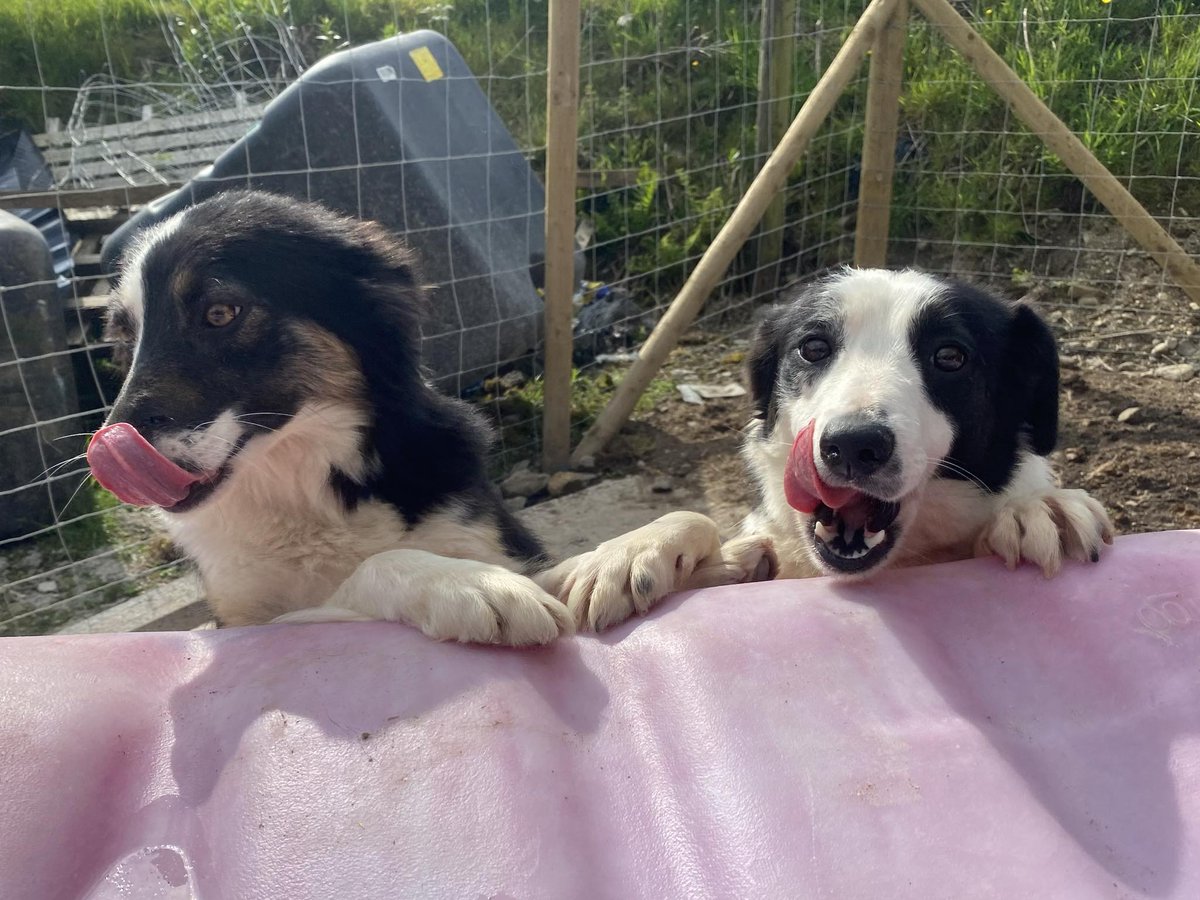 Peek a boo 👀 2 of Mum poppy's pups 🩷🩷