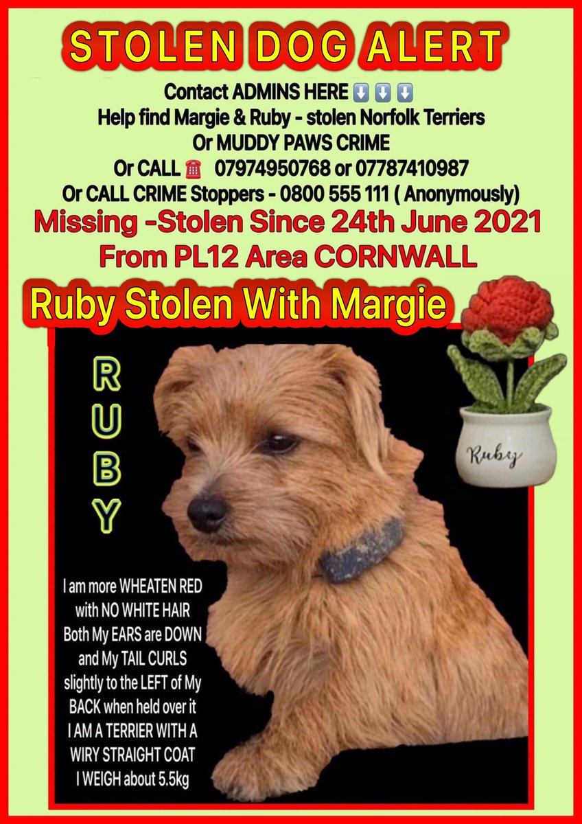 It’s the start of another #weekend & the sun is shining, yet I feel so overwhelmingly sad. Our 3 year stolen #anniversary is looming and I don’t want to face it. 💔 I pray that one day, #StolenMargieandRuby will get to come #home 🙏🍀 #Cornwall #Friday #sad #puppylove