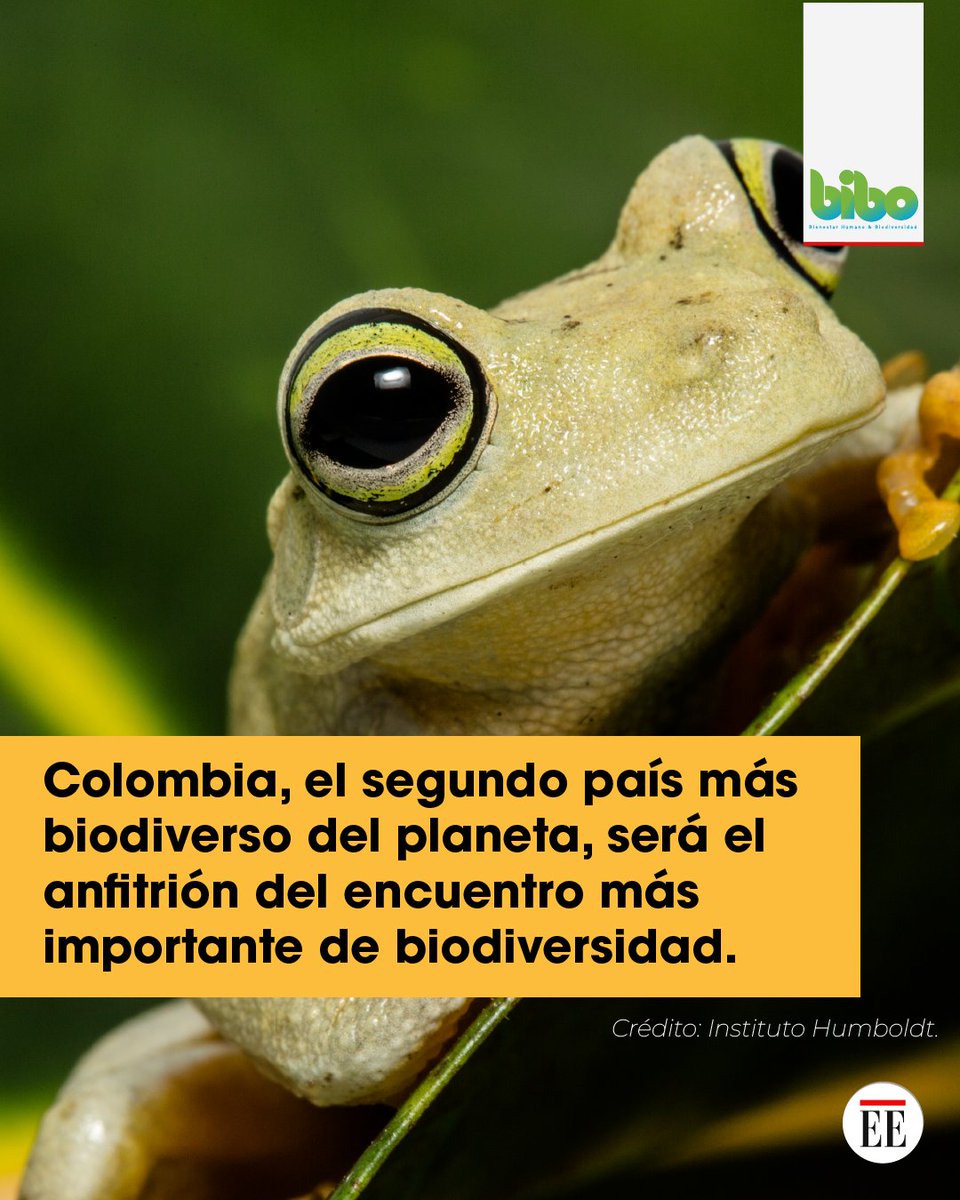Biodiversidad 🦎 será un término que los colombianos escucharemos con frecuencia este 2024. En la #COP16, 196 países intentarán hacer acuerdos para detener y revertir la pérdida de todo lo que engloba esa palabra. 

Conozca más en #RutaALaCOP16. 
👉 bit.ly/44z0pPZ