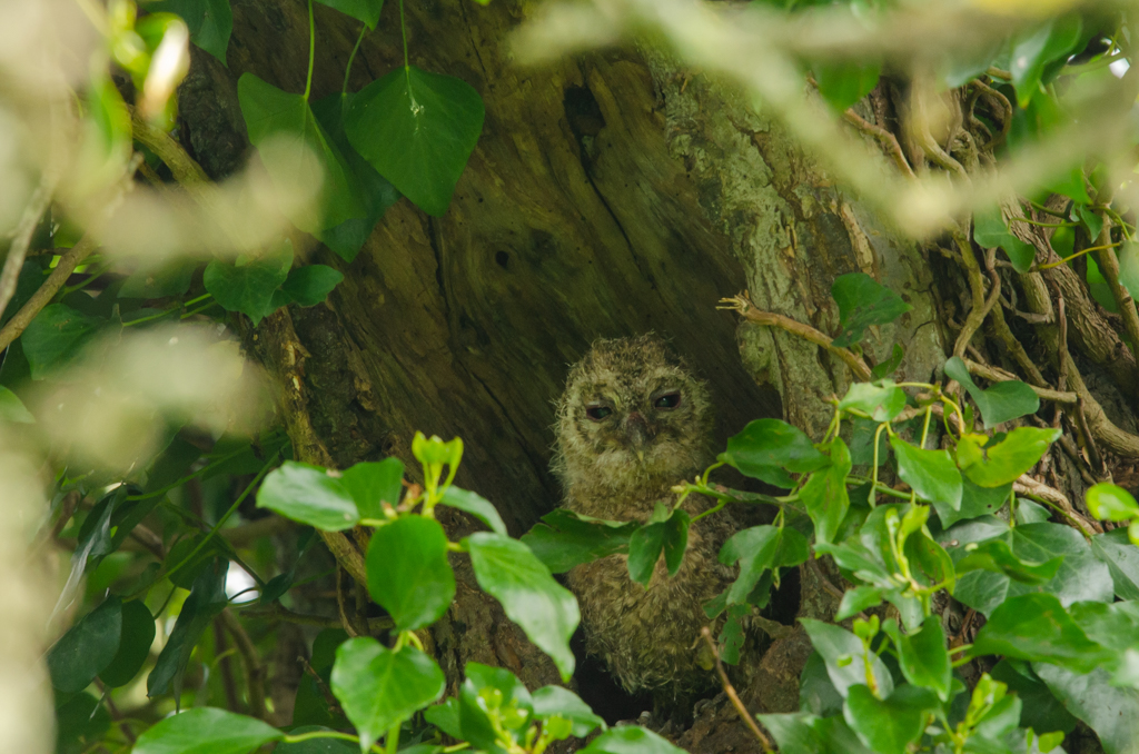 Last week I stumbled upon this Tawny Owl chick on the Somerset Levels and Moors. First I have ever seen! I snapped a couple of shots and moved away quickly, so as not to disturb it. What a stare! @SomersetWT @bto_somerset1 @RSPBEngland