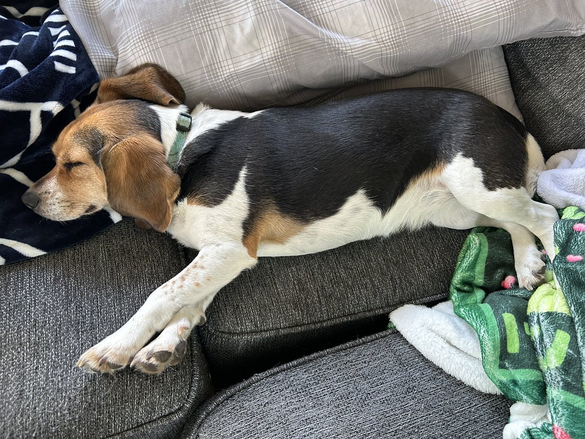 Lazy Friday!🐶💤
#Beagle #beaglefacts #FridayFeeling #doglover #dogcommunity #Friday #lazyday #livingmybestlife