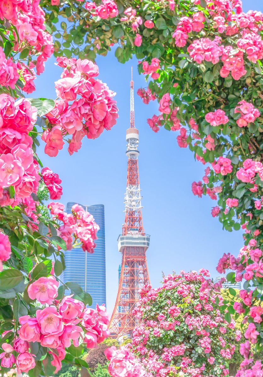 バラフレームの東京タワー