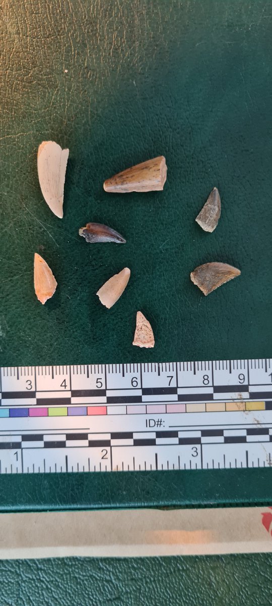 For #FossilFriday a look back at some highlights from the <a href="/BBKNatSci/">Birkbeck School of Natural Sciences</a> #Morocco fieldtrip. Ediacaran stromatolites, Early Devonian carbonate mud mounds in the eastern Anti-Atlas, #Jurassic dinosaur footprints, and cute little #theropod teeth from the Kem Kem.