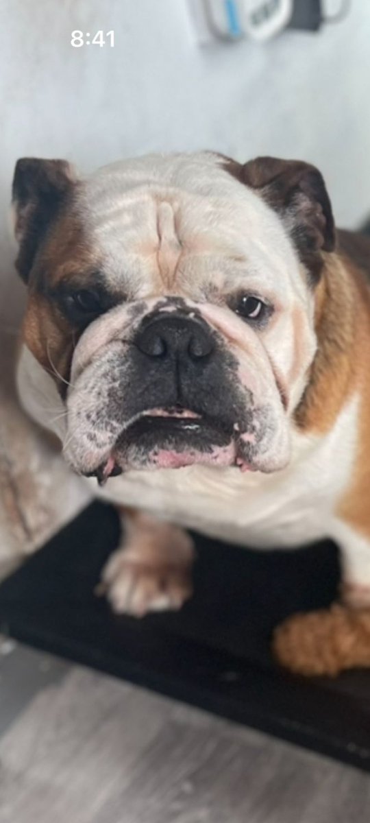 Urgent, please retweet to help find a rescue space for Zeus, due to his owner's change of circumstances re health #SHEFFIELD #YORKSHIRE #UK 🆘🆘🆘 Friendly Bulldog aged 7, he has lived with children, good with other dogs, a family pet. The owner has failed to get him into local…