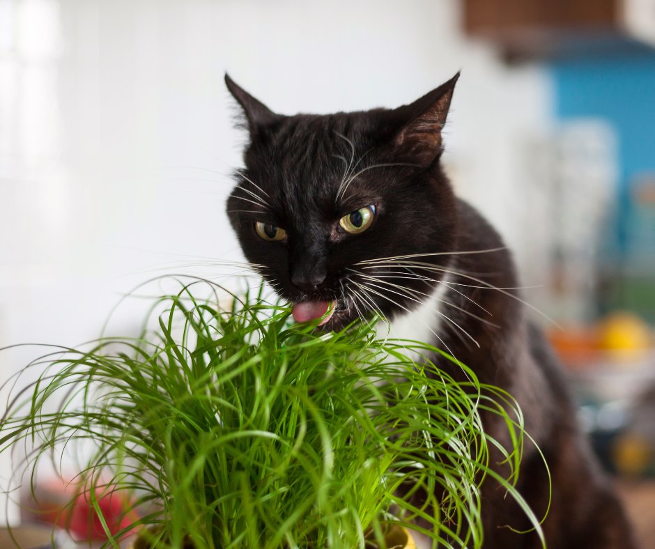 😺🌿 Cat parents, take note! Our blog post covers everything you need to know about indoor plants and cat safety. Ensure a happy and healthy environment for your furry friend by reading more: barkleyandmiao.com/post/keeping-k… 

#CatCare #IndoorGarden #adoptdontshop #boyntonbeach #cats