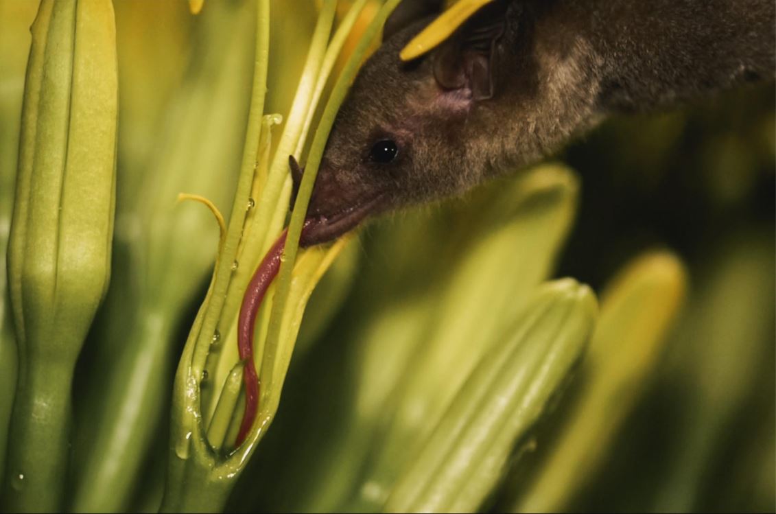 Meet three important 🦇🦇🦇 species — Follow the migration path of these bat moms and pups. And learn how @BatConIntl supports bat habitat along the way: esri.social/5S4w50RC4qF #StoryMaps #conservation #MothersDay