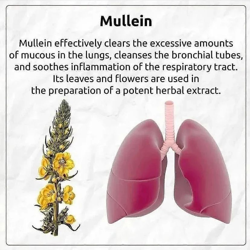 Increase your intake of fresh herbs for everyday health...

1. Mullein