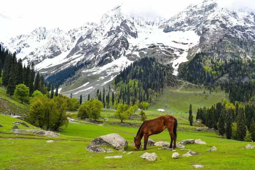 Exploring the magic of Sonmarg: Nature’s splendor, local charms, and adventure awaits

Read More: cliqindia.com/exploring-the-…

#AdventureAwaits, #cliQExplainer, #Kashmir, #kashmirbeauty, #Sonmarg #National #cliQIndia