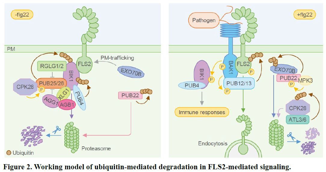 PREVIEW: Proteolysis in plant immunity (Yanan Liu, Edan Jackson, Xueru Liu, Xingchuan Huang, Renier A L van der Hoorn, Yuelin Zhang, Xin Li) buff.ly/3QzTm3t @ASPB #PlantSci