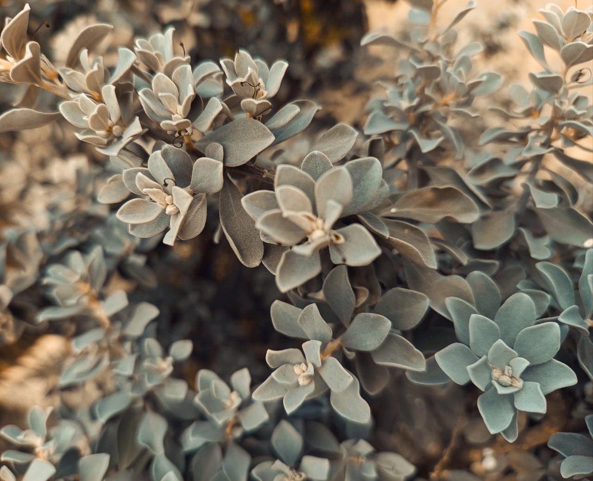 Stand out like this one Texas sage flower✨