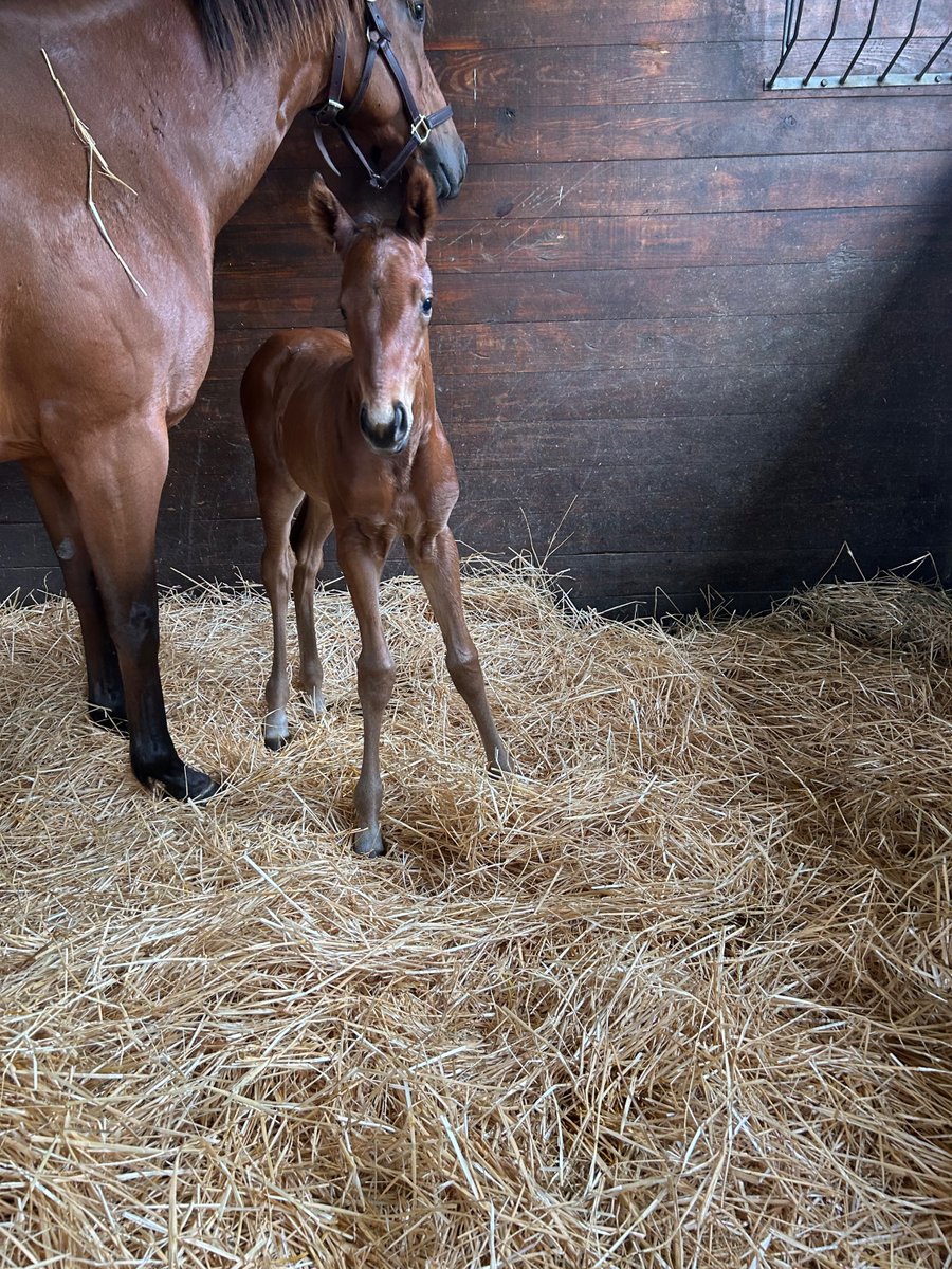 You Caught My Eye ❌ American Pharaoh Bay filly born 5-6-24