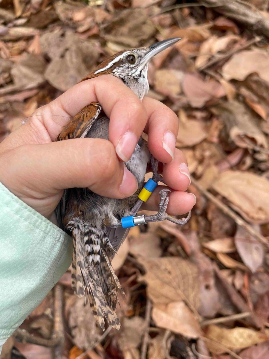 Our 22nd field season studying duets in a colour-marked population of wrens in Costa Rica is underway! 🇨🇷🇨🇦🎤🐦 Dr. Natalie Sánchez is banding Rufous-and-white Wrens and recording male and female song @ACGuanacaste. Follow @Nati_SanchezU for updates from the tropical dry forest.