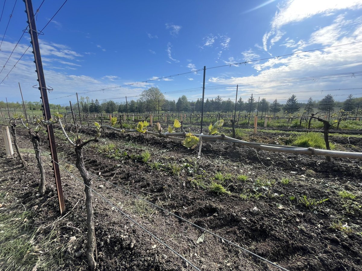 A new growing year begins.  Vineyards are looking very healthy! Thanks to our farm crew for your hard work!