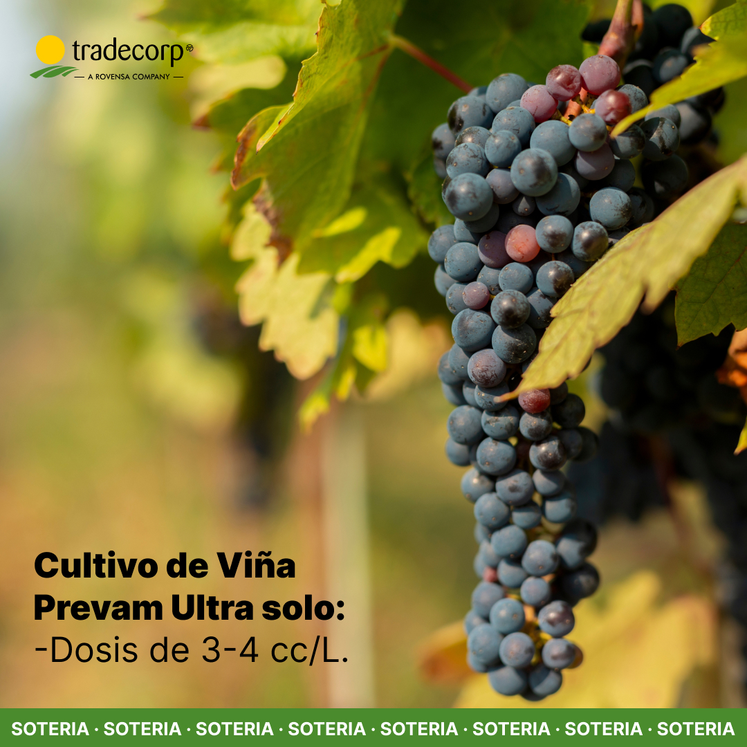 Tradecorp España tweet media