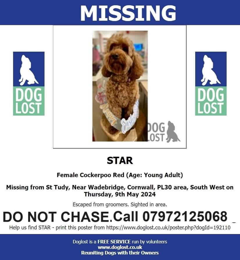 🐕 STAR #cockerpoo has gone missing while at groomers in St Tudy, Near Wadebridge #Cornwall #PL30 on 8 May 2024 She’s chipped & has a tag with contact details. IF SEEN, PLEASE CALL THE NUMBER ON POSTER . DO NOT CHASE, APPROACH OR TRY TO CATCH . doglost.co.uk/dog-blog.php?d…
