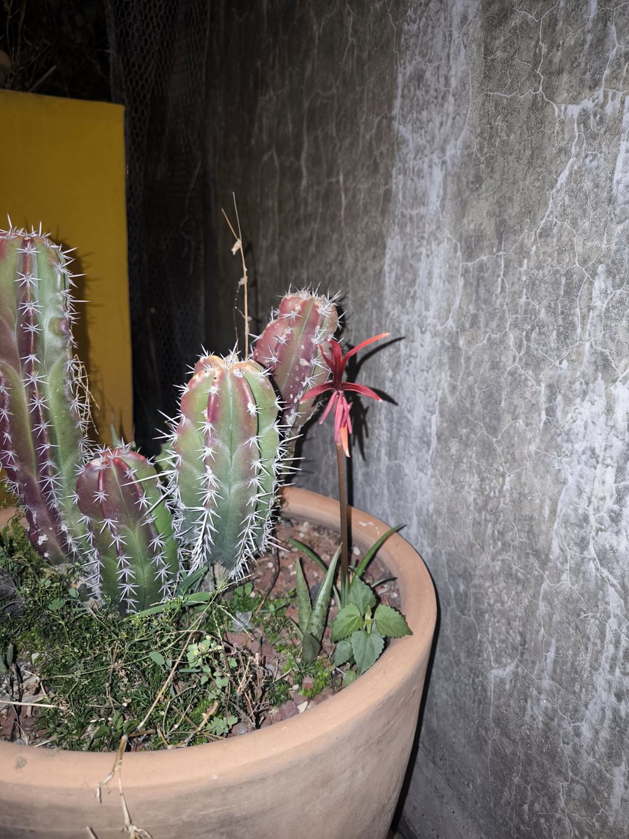 Flowering at the #roofgarden #Sprekelia formosissima wild type from #Guerrero #Mexico