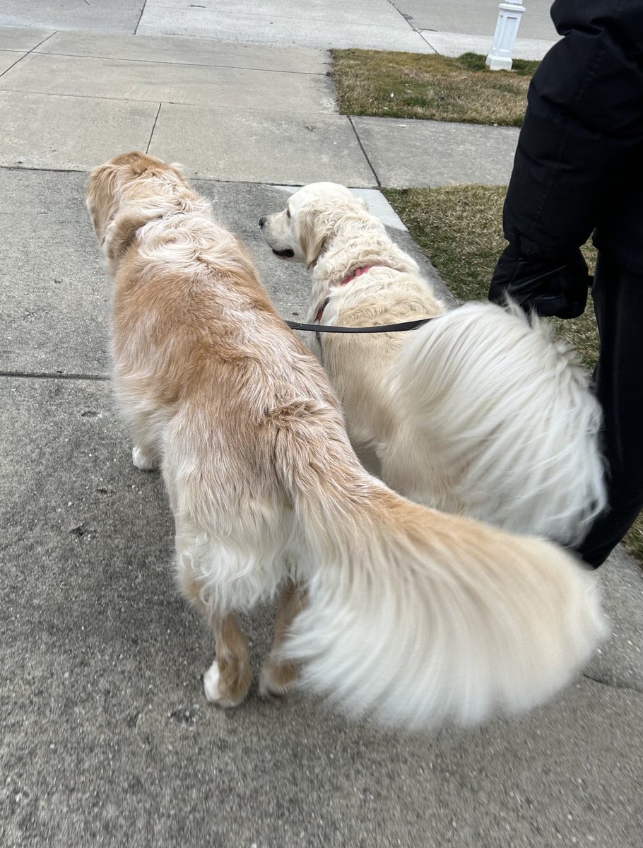 Fluffy butts! Oh, yeah!👍 berry fluffy, huh???  #fluffybuttfriday #GRC #Goldenretrivers